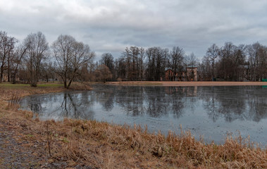 Trees and bushes on the shore of a large pond with transparent ice in cloudy weather.