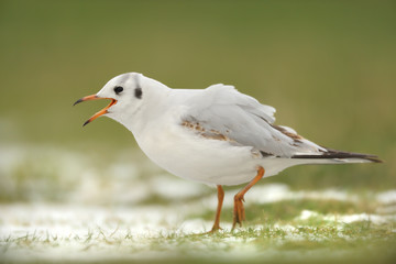 Lachmöwe Larus ridibundus