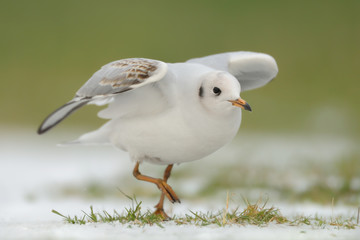 Lachmöwe Larus ridibundus