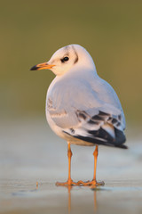 Lachmöwe Larus ridibundus