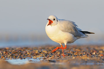 Lachmöwe Larus ridibundus