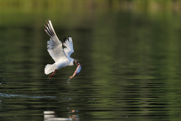 Lachmöwe Larus ridibundus
