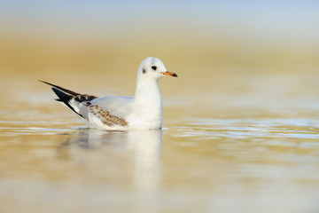 Lachmöwe Larus ridibundus