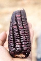 maiz morado 