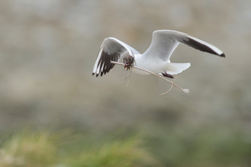 Lachmöwe Larus ridibundus