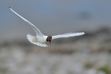 Lachmöwe Larus ridibundus