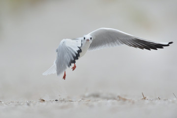 Lachmöwe Larus ridibundus