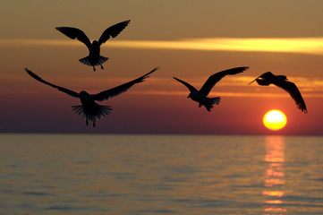Möwe Sonnenuntergang an der Ostsee