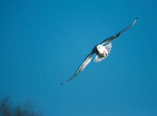 Möwe an der Ruhr