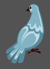 Dove or pigeon bird, wild or domestic flying animal