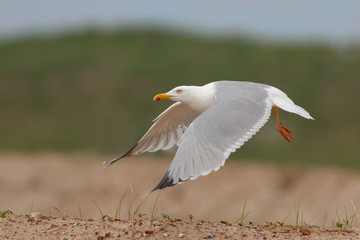 Silbermöwe Larus argentatus