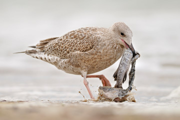 Silbermöwe Larus argentatus