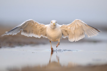 Silbermöwe Larus argentatus