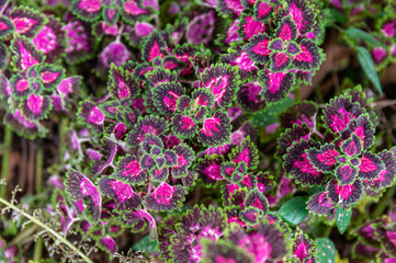 Picture of Coleus plant (Plectranthus scutellarioides) close up