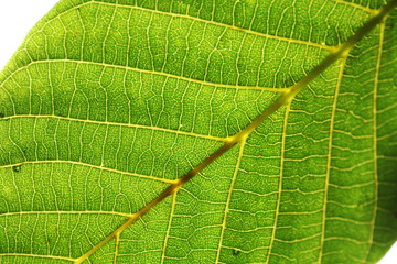 Walnut leaves under the sun light macro. Leaves texture background.