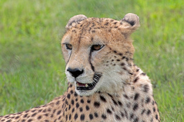 Gepard