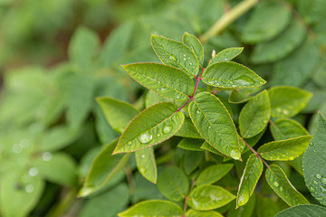 wet leaves of the Poinsettia