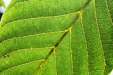 Walnut leaves under the sun light macro. Leaves texture background.