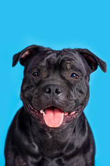 The portrait of beautiful dog of staffordshire bull terrier breed, black color, on blue background. The smiling face of a purebred dog with attentive look. Studio, indoors, copy space.