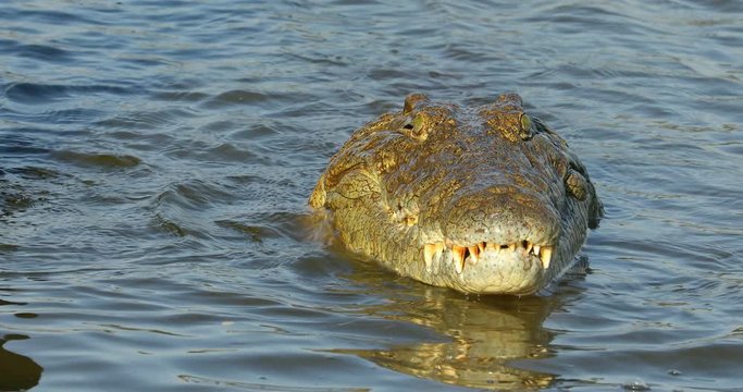 Nile crocodile (Crocodylus niloticus) catching and eating a small fish, Kruger National Park, South Africa