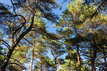 Forest de conifères. coniferous forest