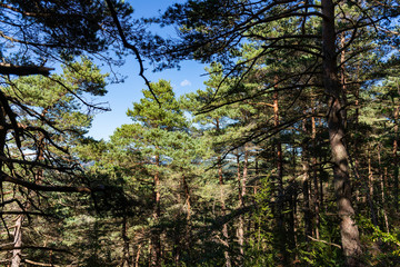Forêt de conifères. coniferous forest