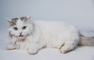 Aggressive spotted cat on a light background, pet is played on a white background