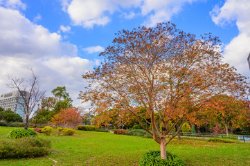 秋の勝山公園の銀杏