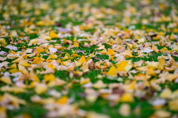 秋の勝山公園の銀杏