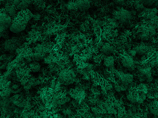 Green moss in forest close-up