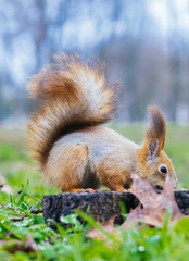  Red squirrel is siting on a stump and eats a nut . Young squirrel in the park. Close-up portrait.  (Sciurus vulgaris)