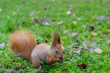 Naklejka na ściany i meble The squirrel is siting on the ground and eats a nut . Young squirrel in the park. (Sciurus vulgaris)
