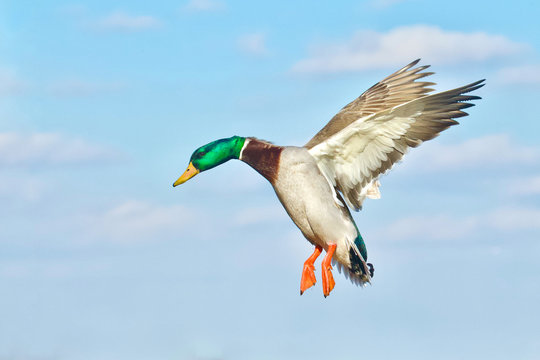 Dramatic photo of a Mallard drake in flight with blue sky and clouds in the background ... this photo has not been photoshopped; it is a single exposure of a wild duck in flight