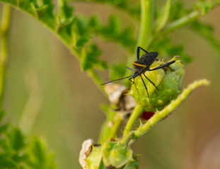 Mantis Religiosa Marron