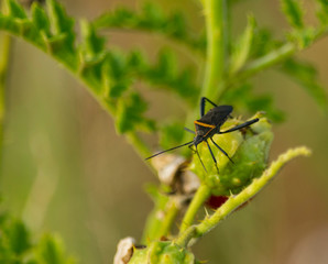 Mantis Religiosa Marron