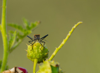 Mantis Religiosa Marron