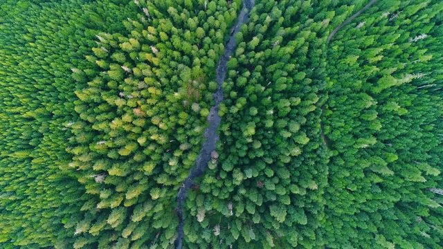 Winding River Running through a Pristine Cascade Mountain Forest 
