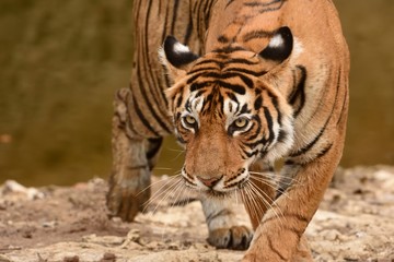 A headon image of  female Bengal tiger