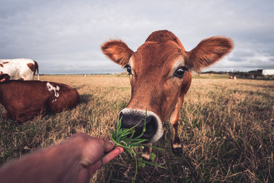 Feeding Cute Cow, New Zealand