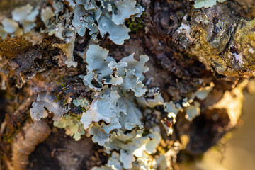 moss on a tree