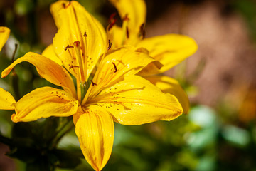 Beautiful yellow lilly flower outdoors