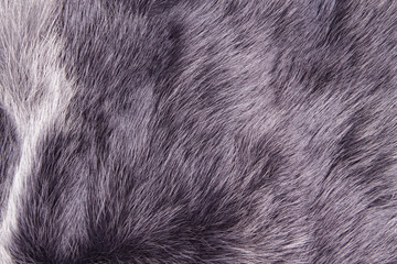 Polar Fox fur. Useful as texture or background