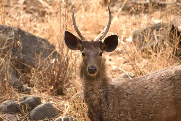 Close up picture of sambar deer