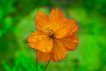 rain drops on orange flower 