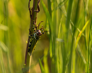 Saltamontes de Campo