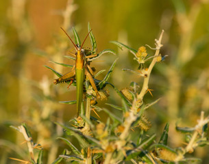 Saltamontes de Campo
