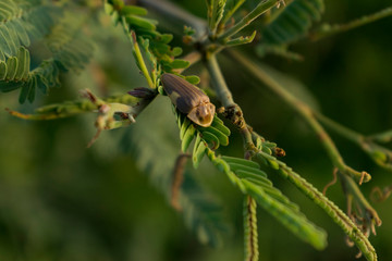 Insecto Pequeño en Planta de Campo