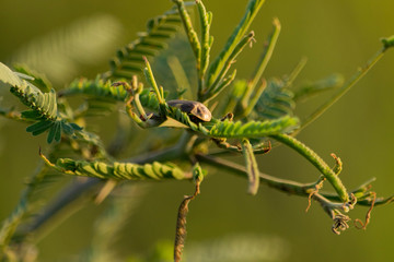 Insecto Pequeño en Planta de Campo
