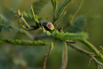 Insecto Pequeño en Planta de Campo