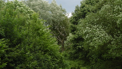 Fototapeta na wymiar Wald mit einsamen Baum 